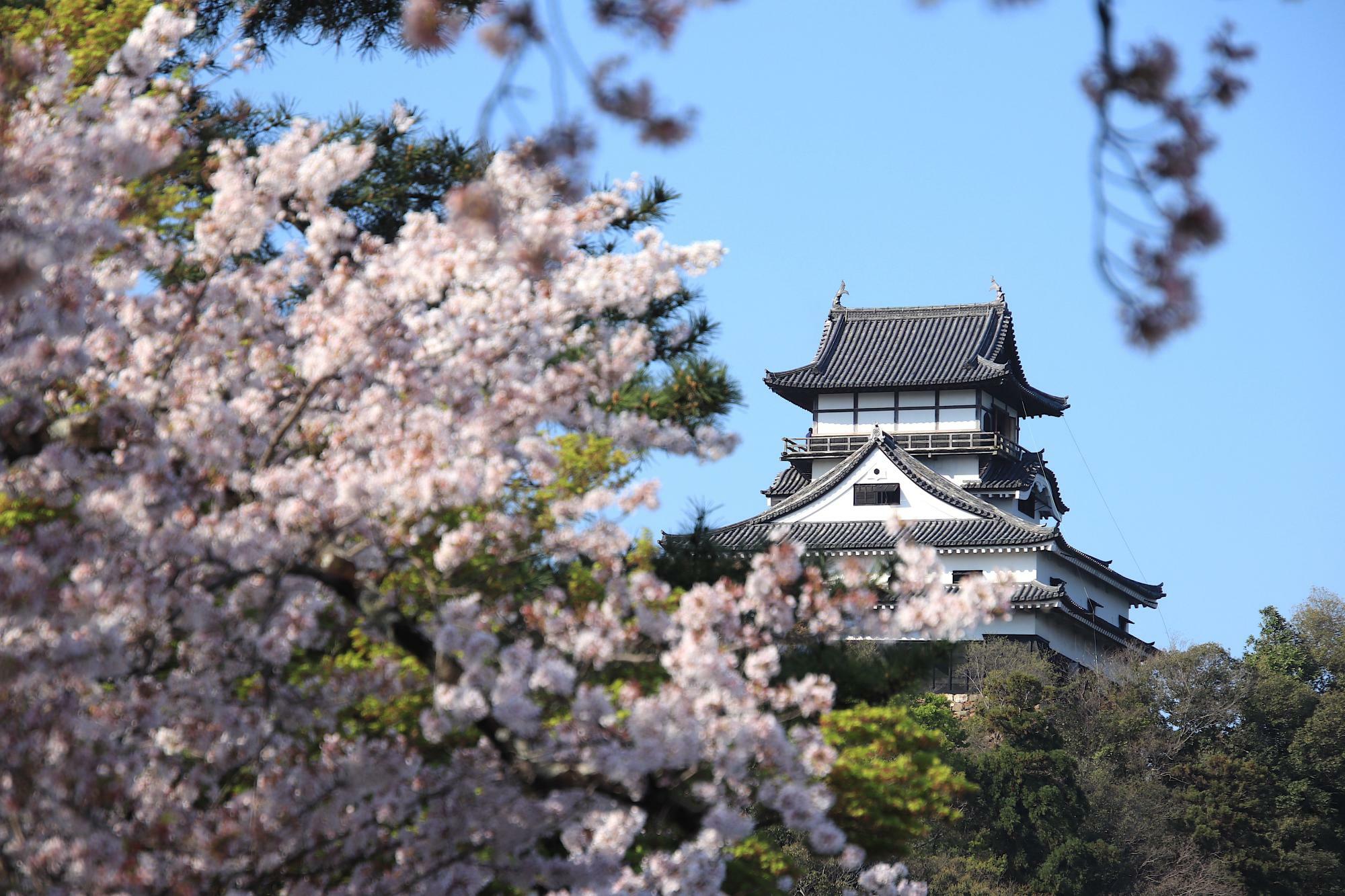 桜彩る春の犬山城