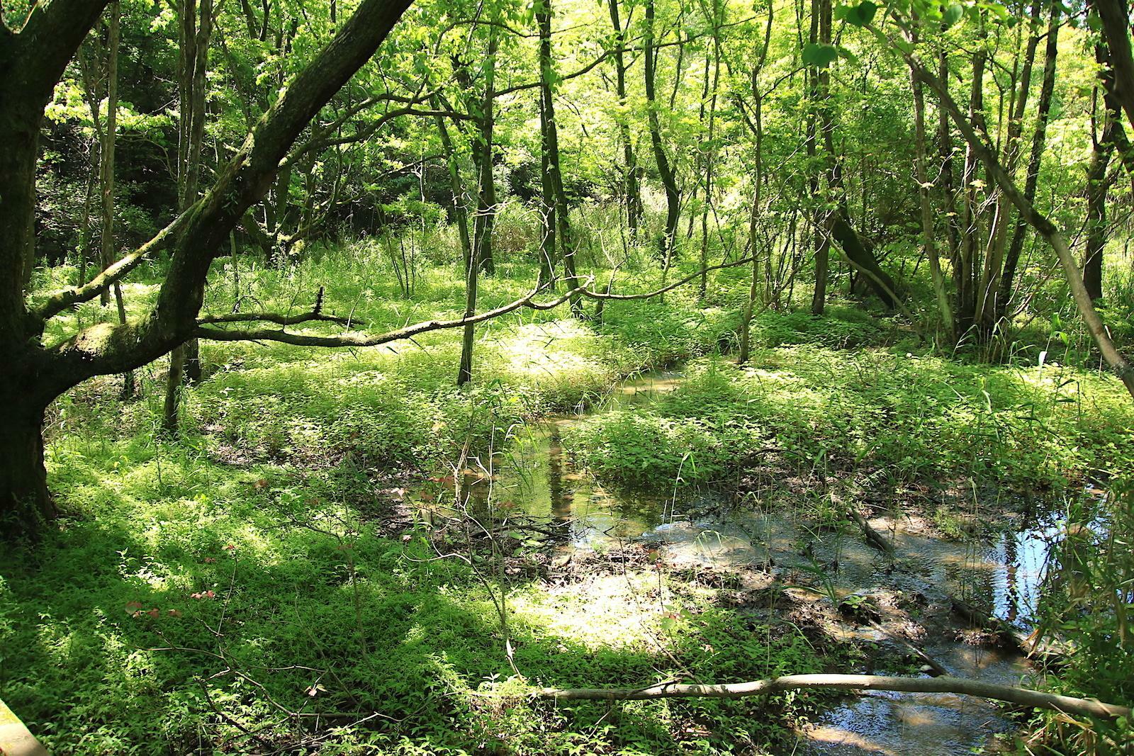 水の循環が育む「ハンノキ湿地」