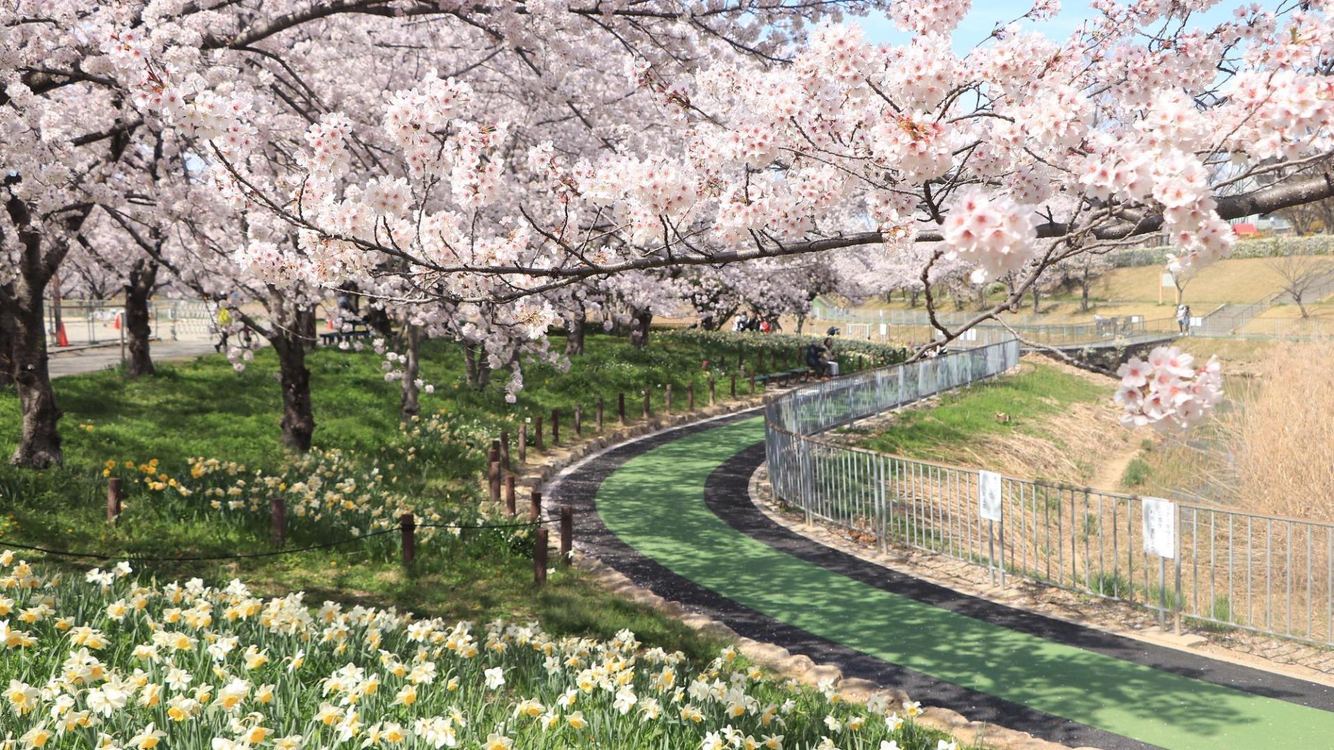 【名古屋市】秘境のような風景や水仙との競演も。知る人ぞ知る「穴場の桜名所」3選〜春の絶景探しへ（土庄雄平） - エキスパート - Yahoo!ニュース