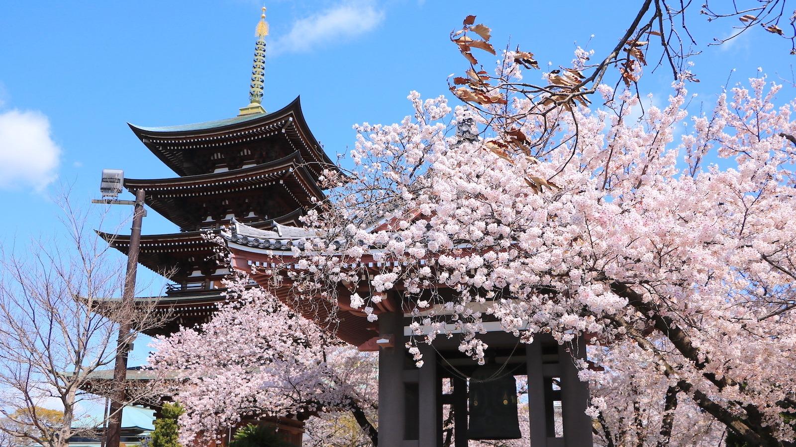 【名古屋市】まるで古都の風情。荘厳な寺院と桜が織りなす「絶景の桜名所」3選（土庄雄平） - エキスパート - Yahoo!ニュース