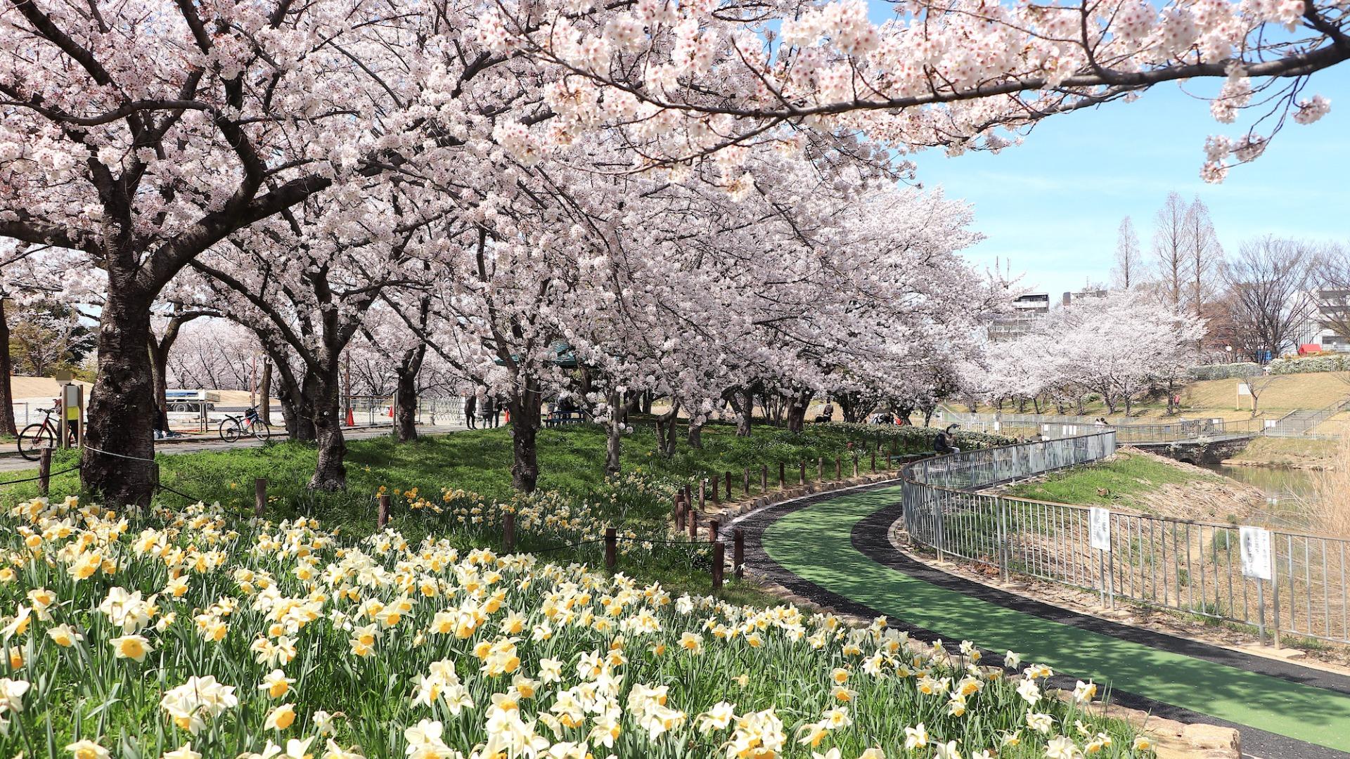 【名古屋市天白区】桜と水仙が織りなす春の風景。天白区「細口池公園」で楽しむ季節の彩り（土庄雄平） - エキスパート - Yahoo!ニュース