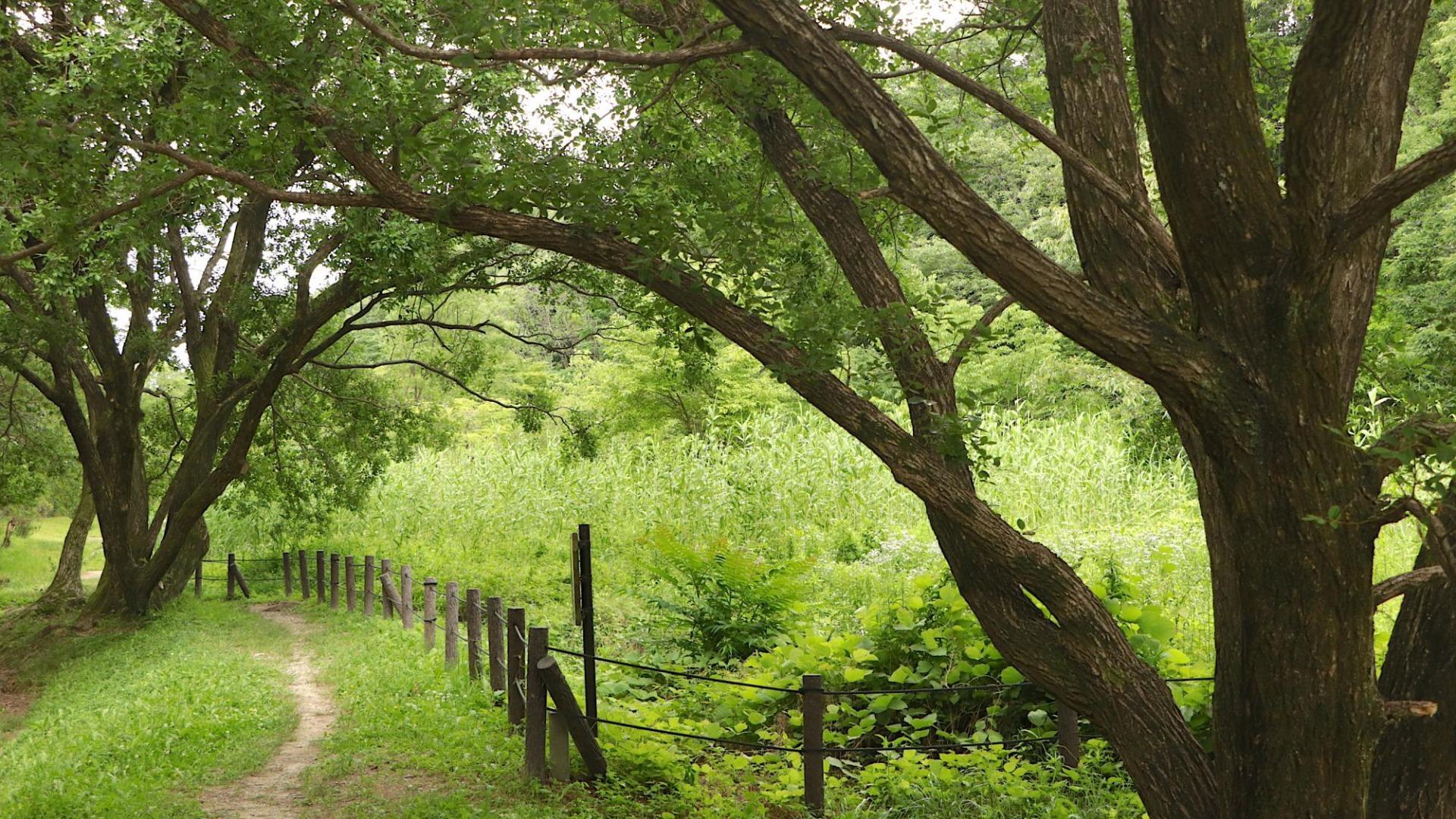 【名古屋市千種区】都会の中の秘境！？名古屋「東山の森」が自然共生サイトに｜おすすめ4スポット（土庄雄平） - エキスパート - Yahoo!ニュース