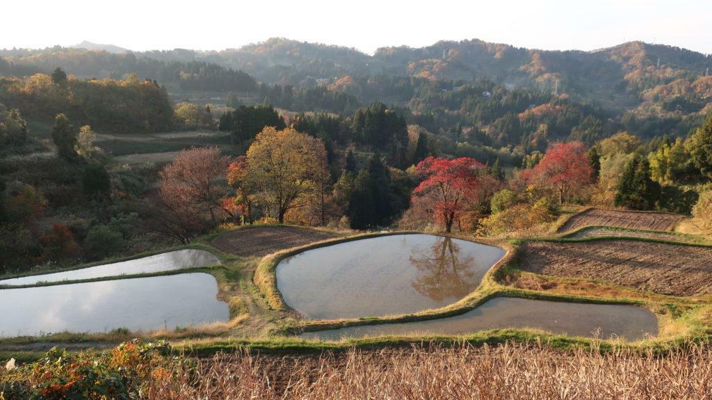 妙義の棚田