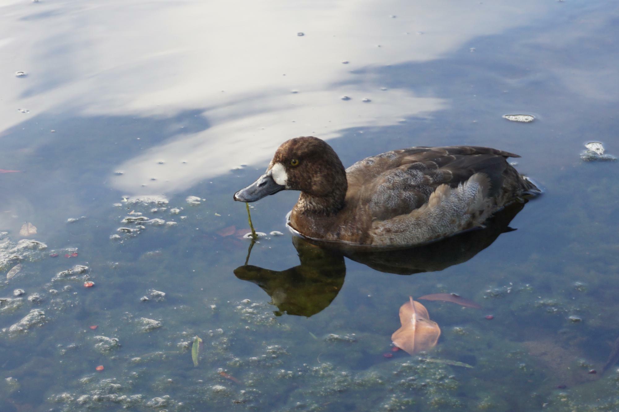 写真　紫式部公園（福井県越前市）