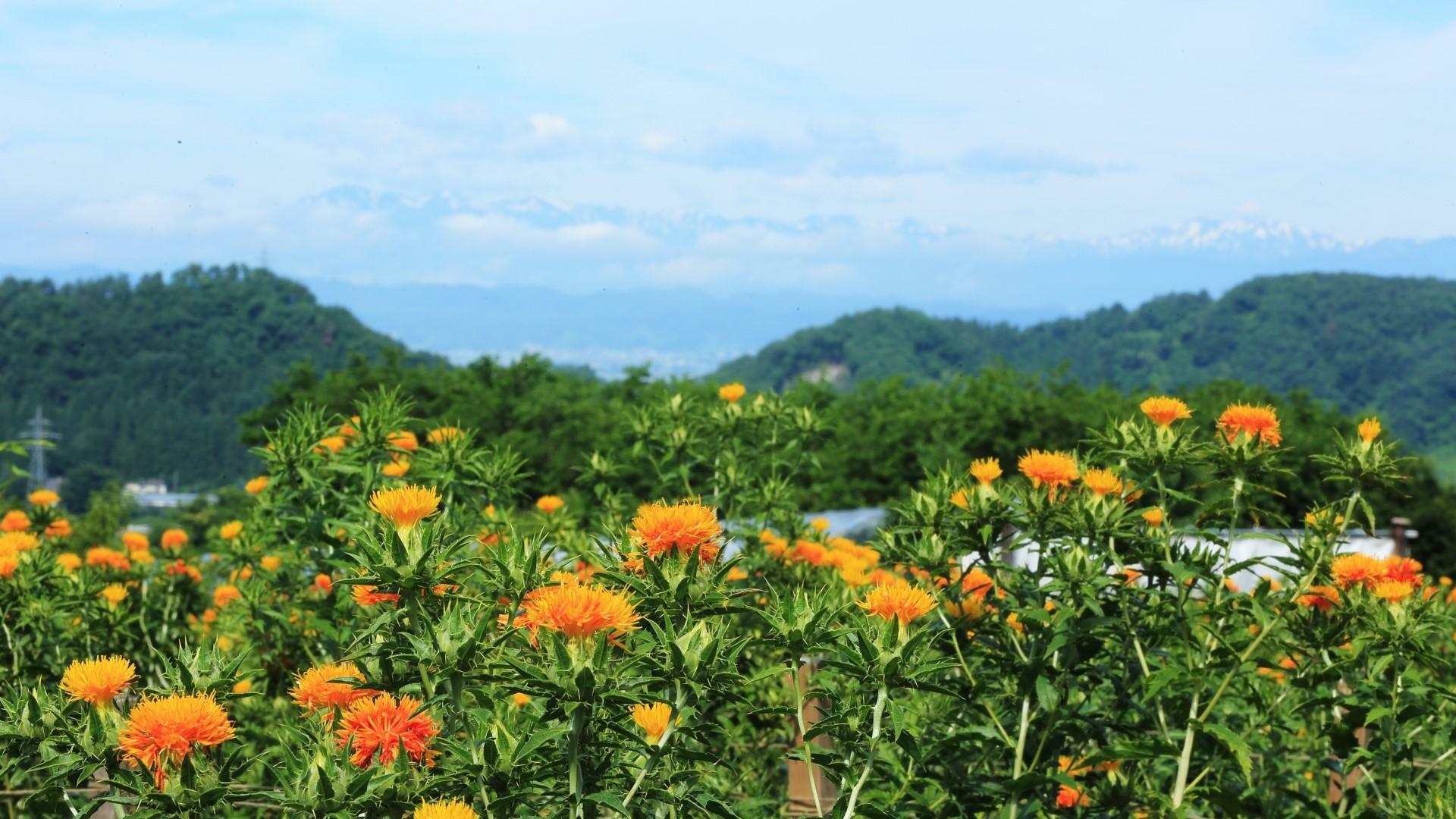 末摘花（すえつむはな）は、紅花（べにばな）の別称。