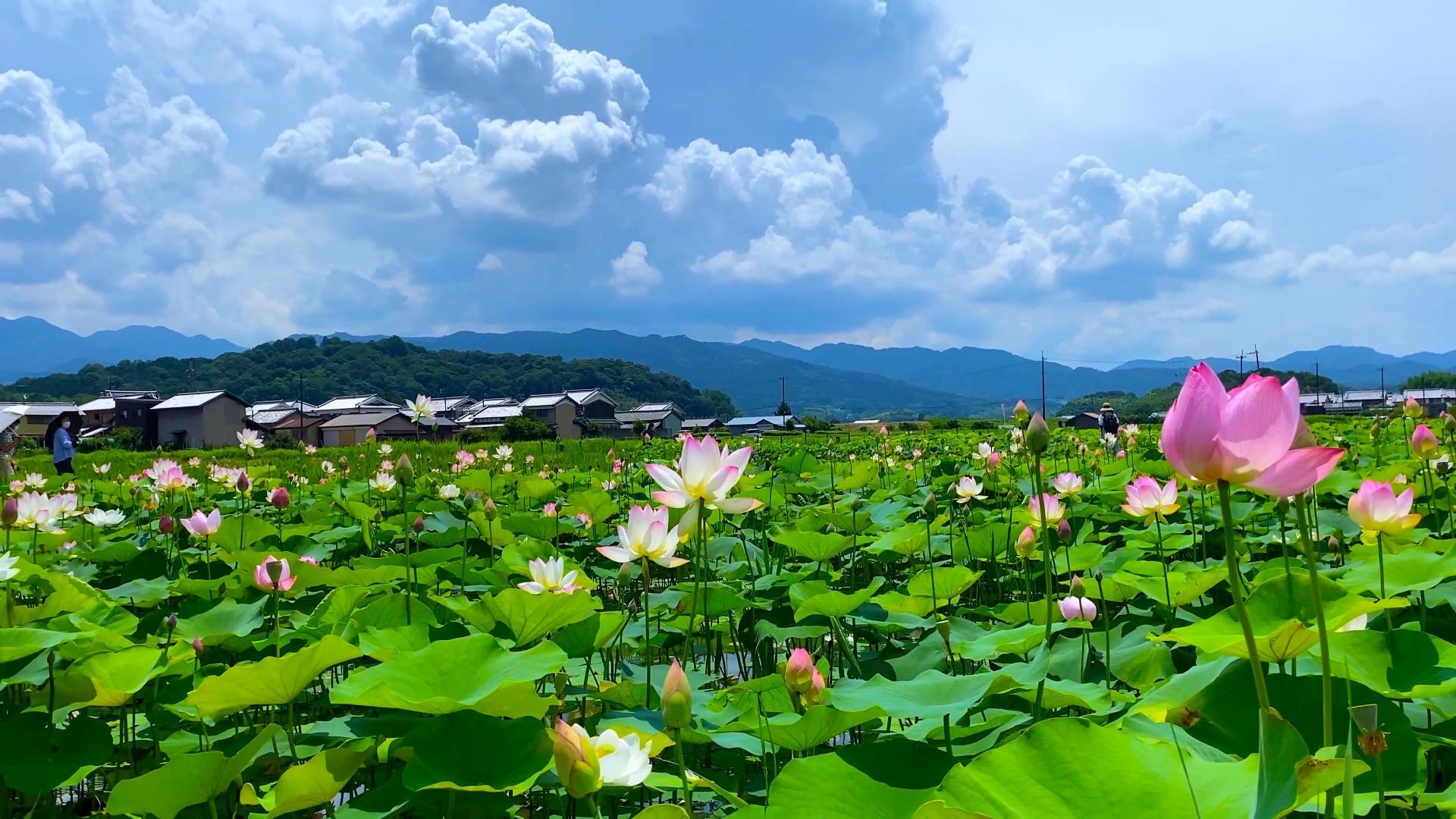 手前の濃い緑の丘が香久山