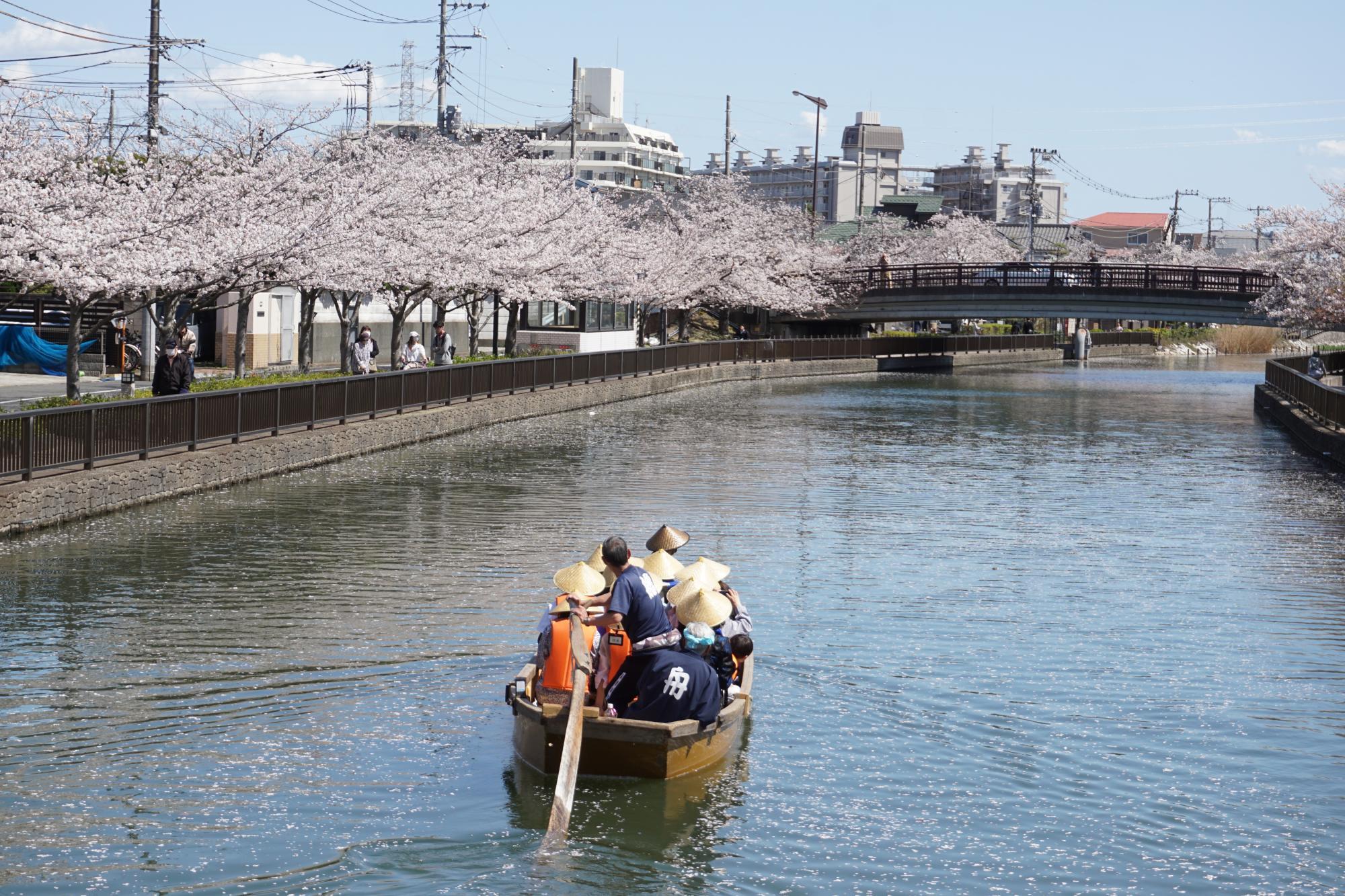 値下しました！　新 日本の桜 都内下町 桜がまだ満開なのは意外な「地形」が理由？ 温泉