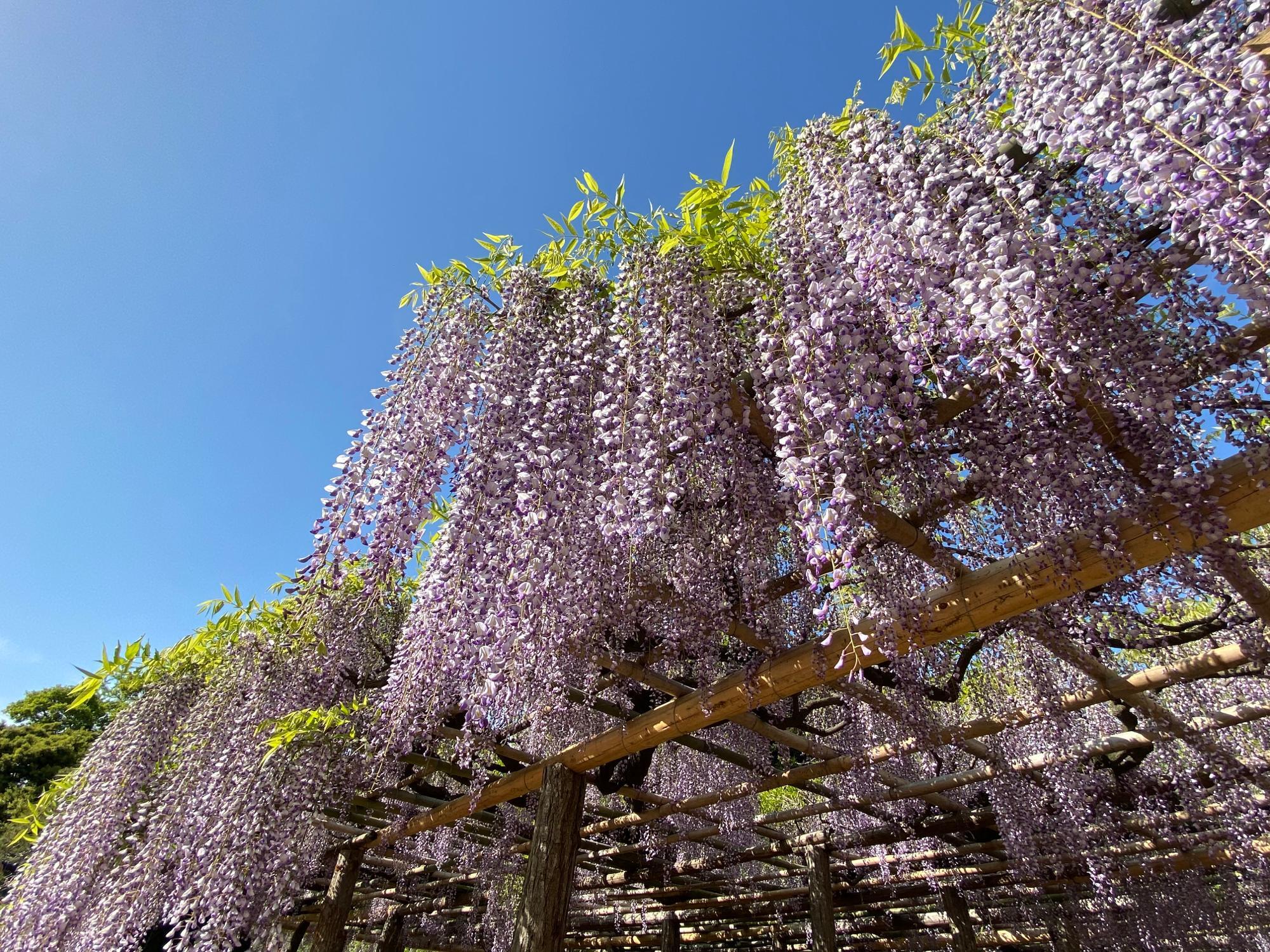 2021年4月24日の様子