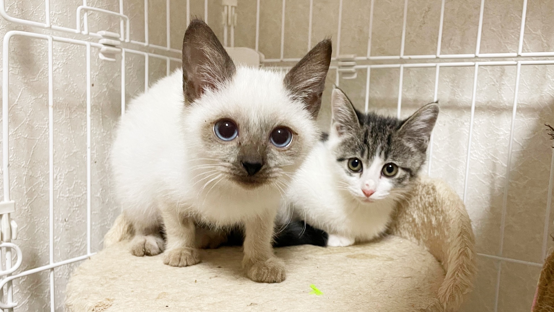 春日井市】12月3日(日)総合福祉センターで保護猫譲渡会が開催