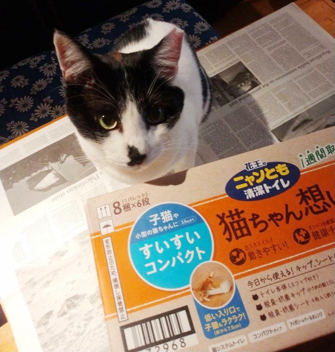 猫グッズも並ぶ予定です。