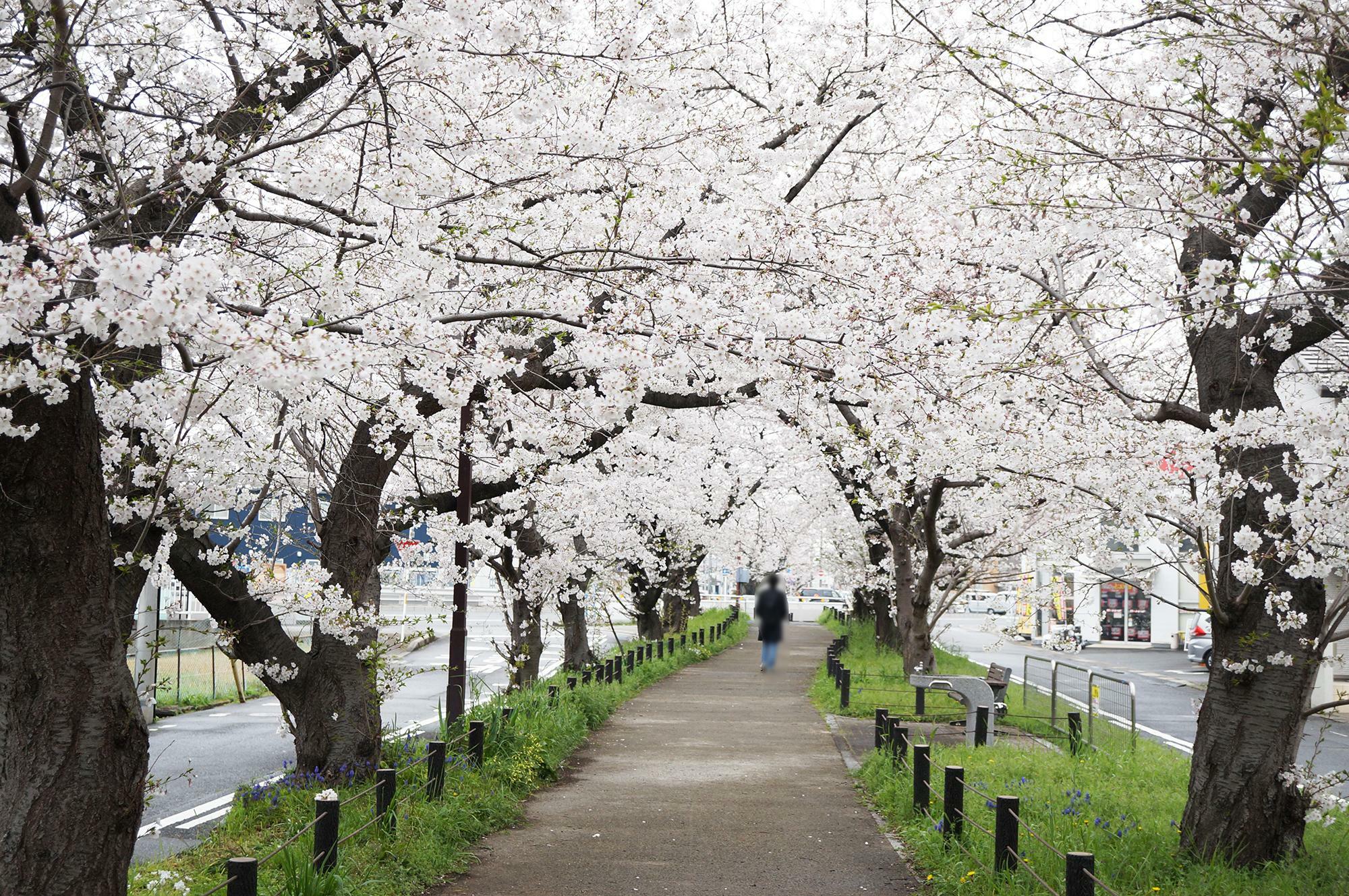 桜のトンネルがとってもきれいです。