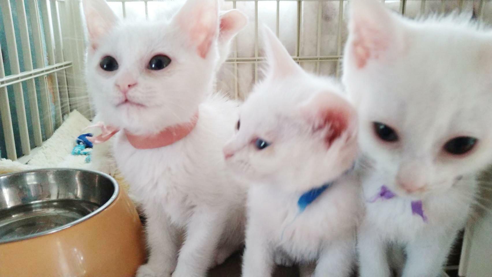 白猫の4兄弟です。