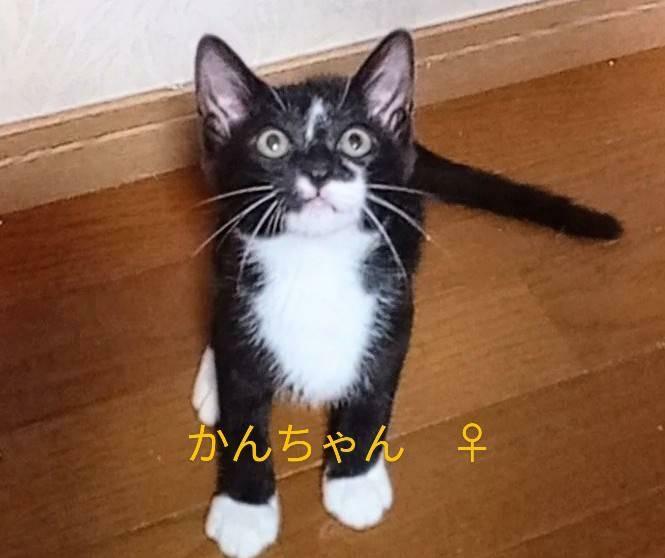 提供：春日井さくら猫の会