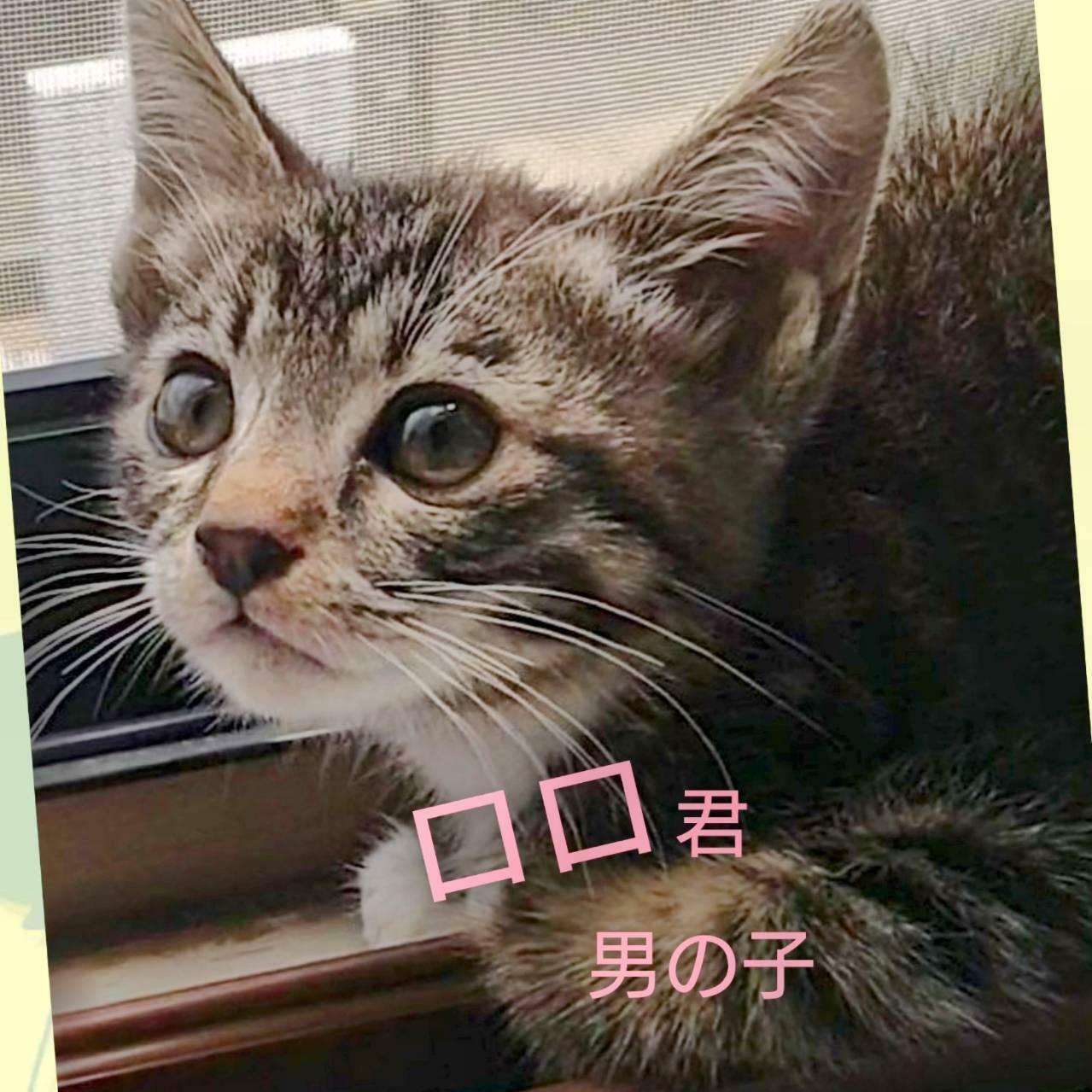 提供：春日井さくら猫の会