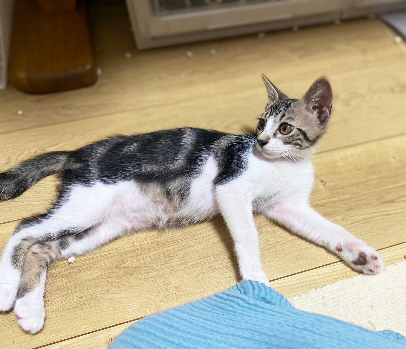 提供：春日井さくら猫の会