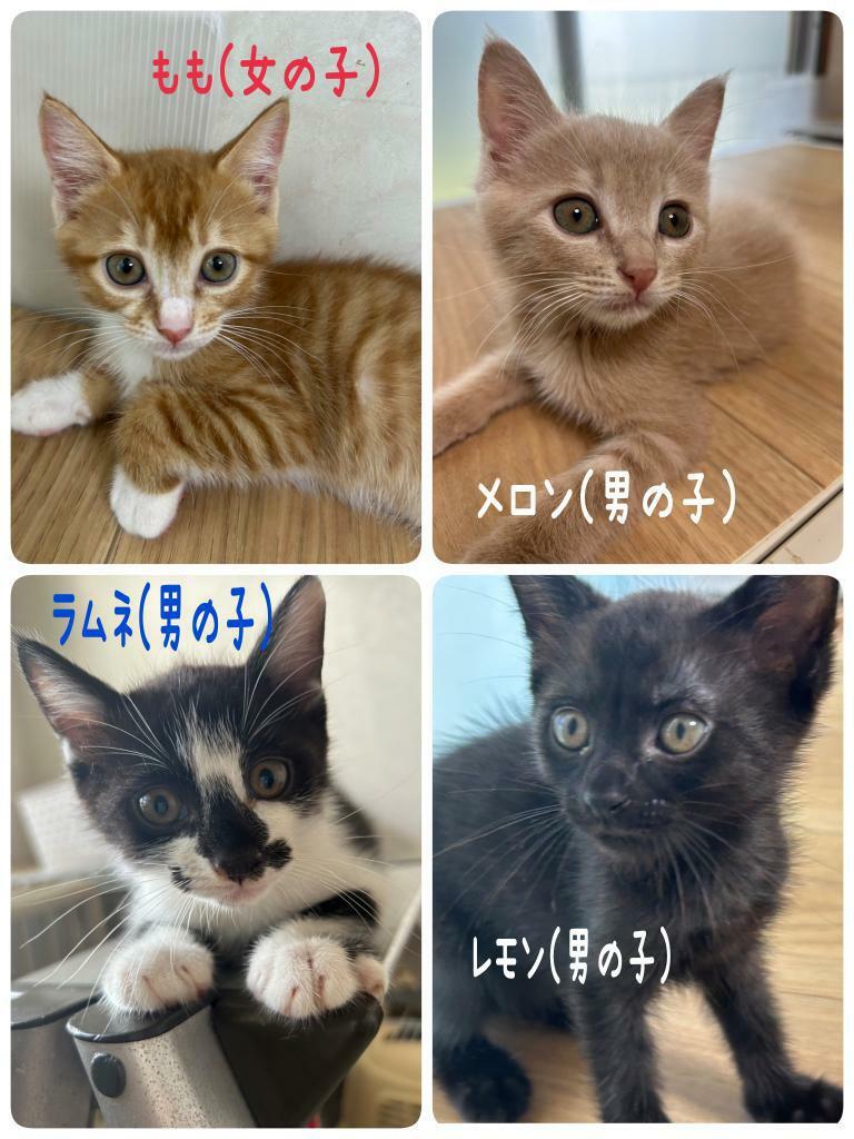 提供：高蔵寺ねこねこの会