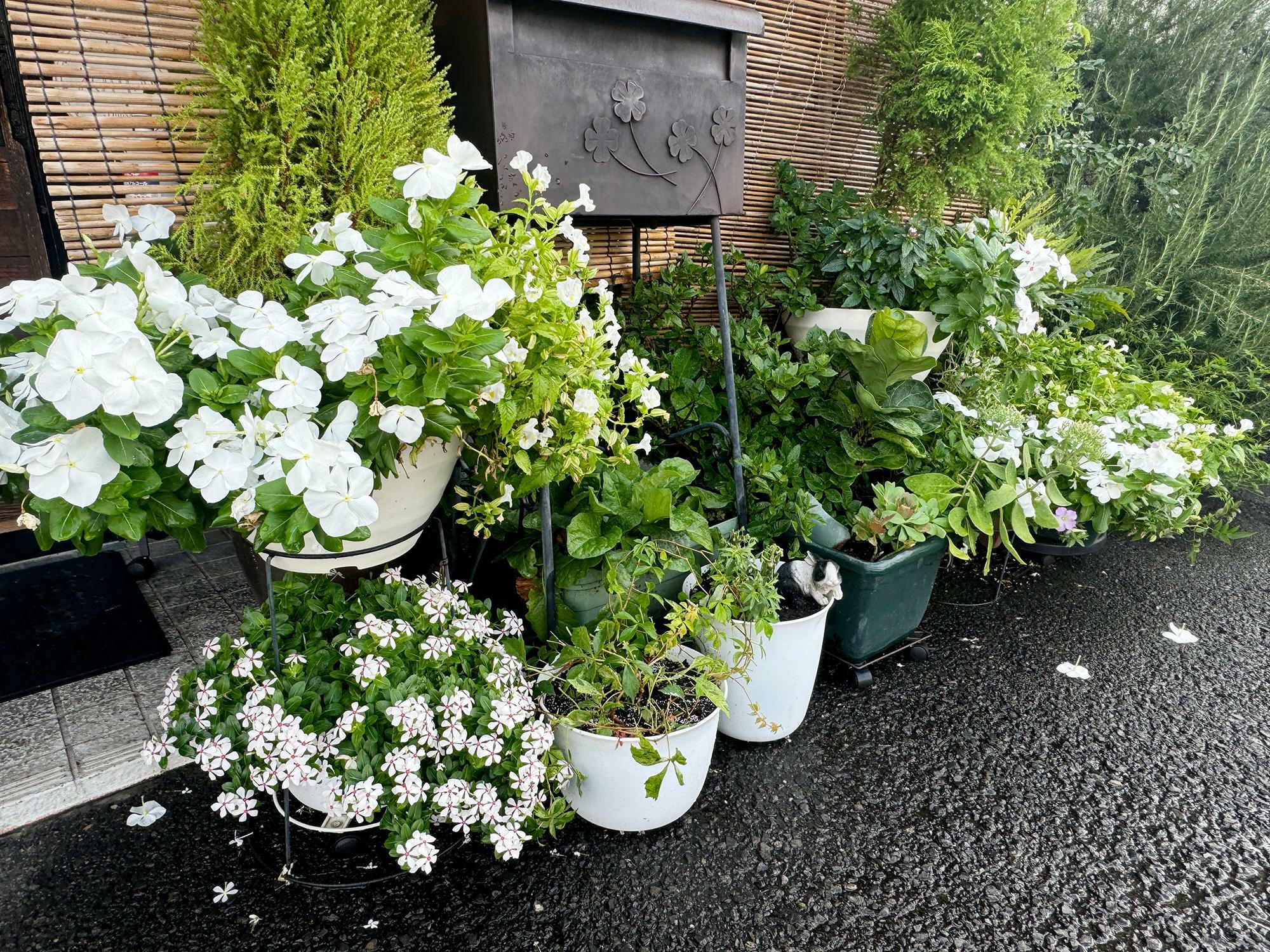 店舗前にきれいなお花がたくさん飾られていました。