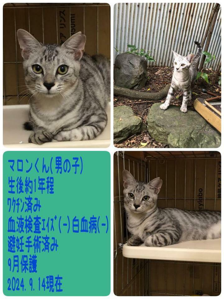 提供：高蔵寺ねこねこの会