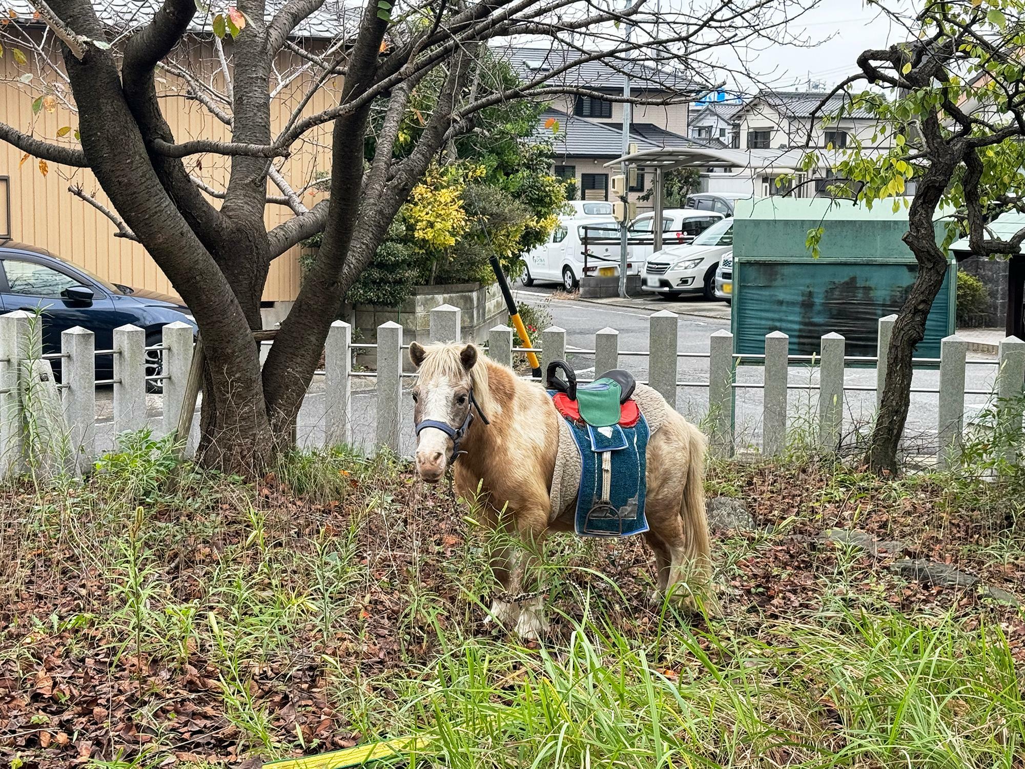 とても可愛いポニーでした。