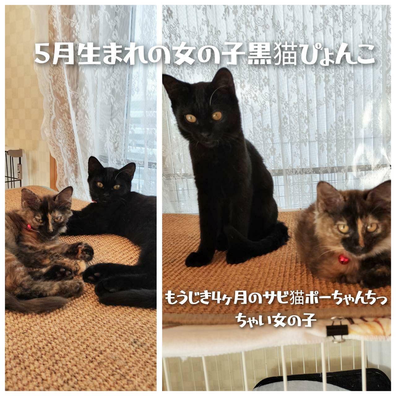 提供：春日井さくら猫の会