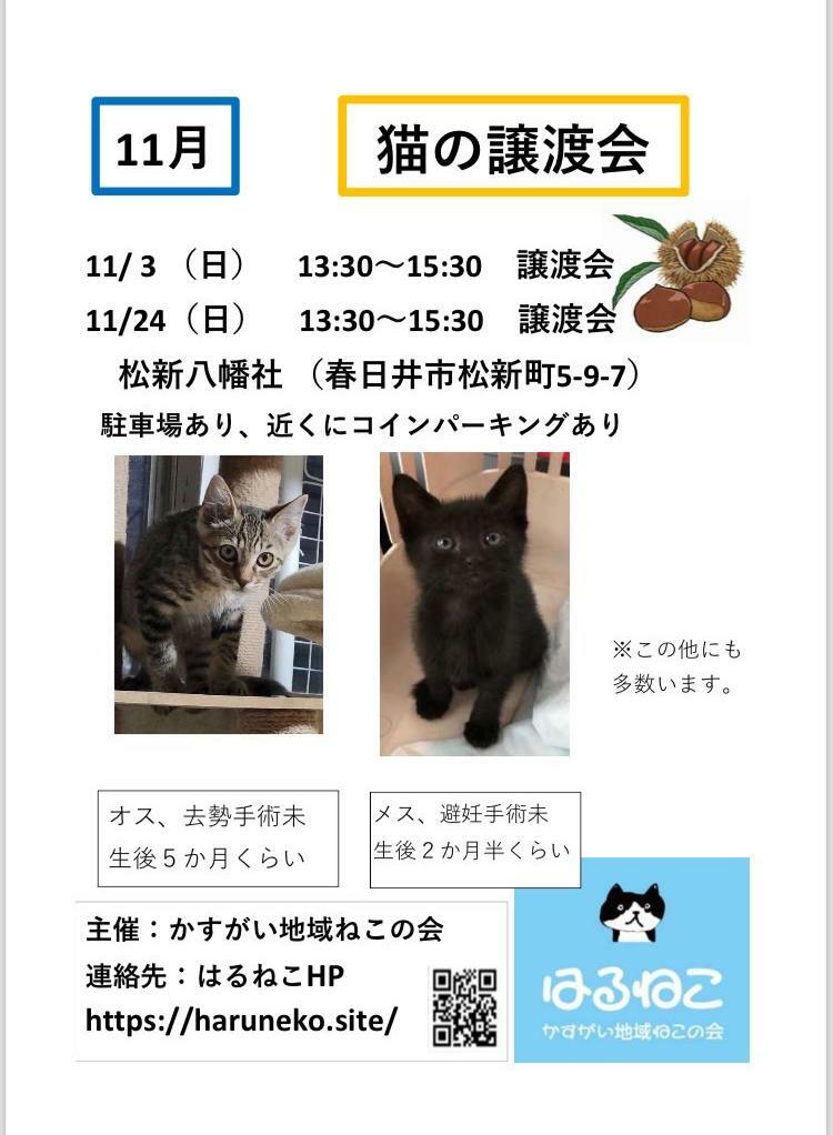 提供：かすがい地域猫の会