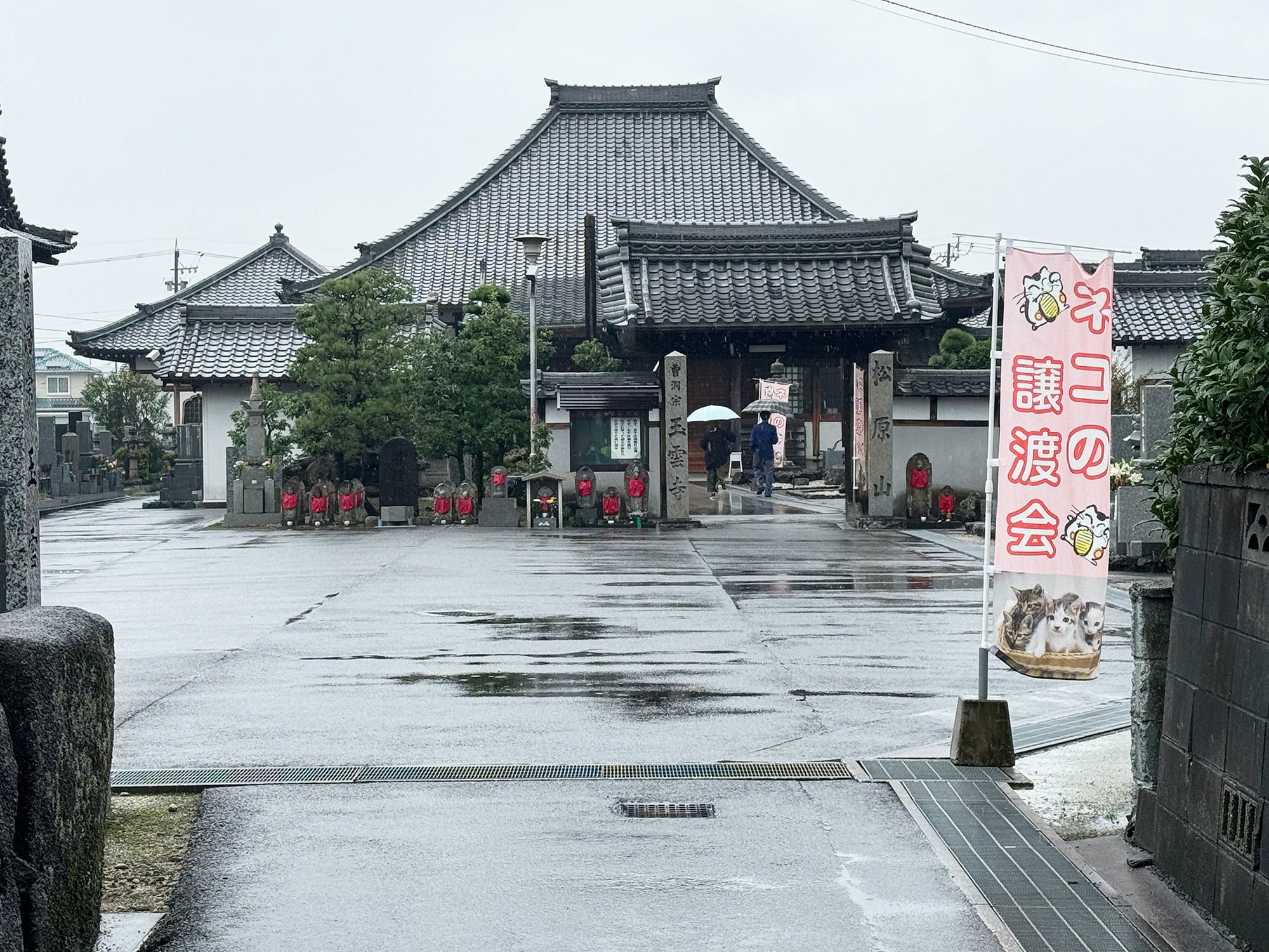 毎月第1・第3土曜日に下原町にある玉雲寺にて保護猫譲渡会を開催されています。