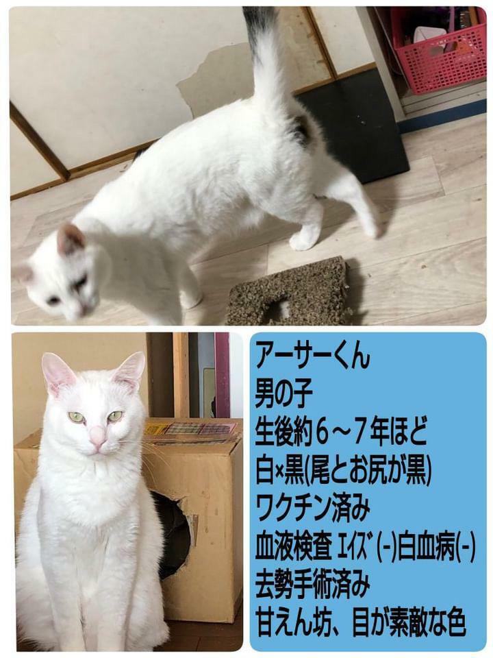 提供：高蔵寺ねこねこの会