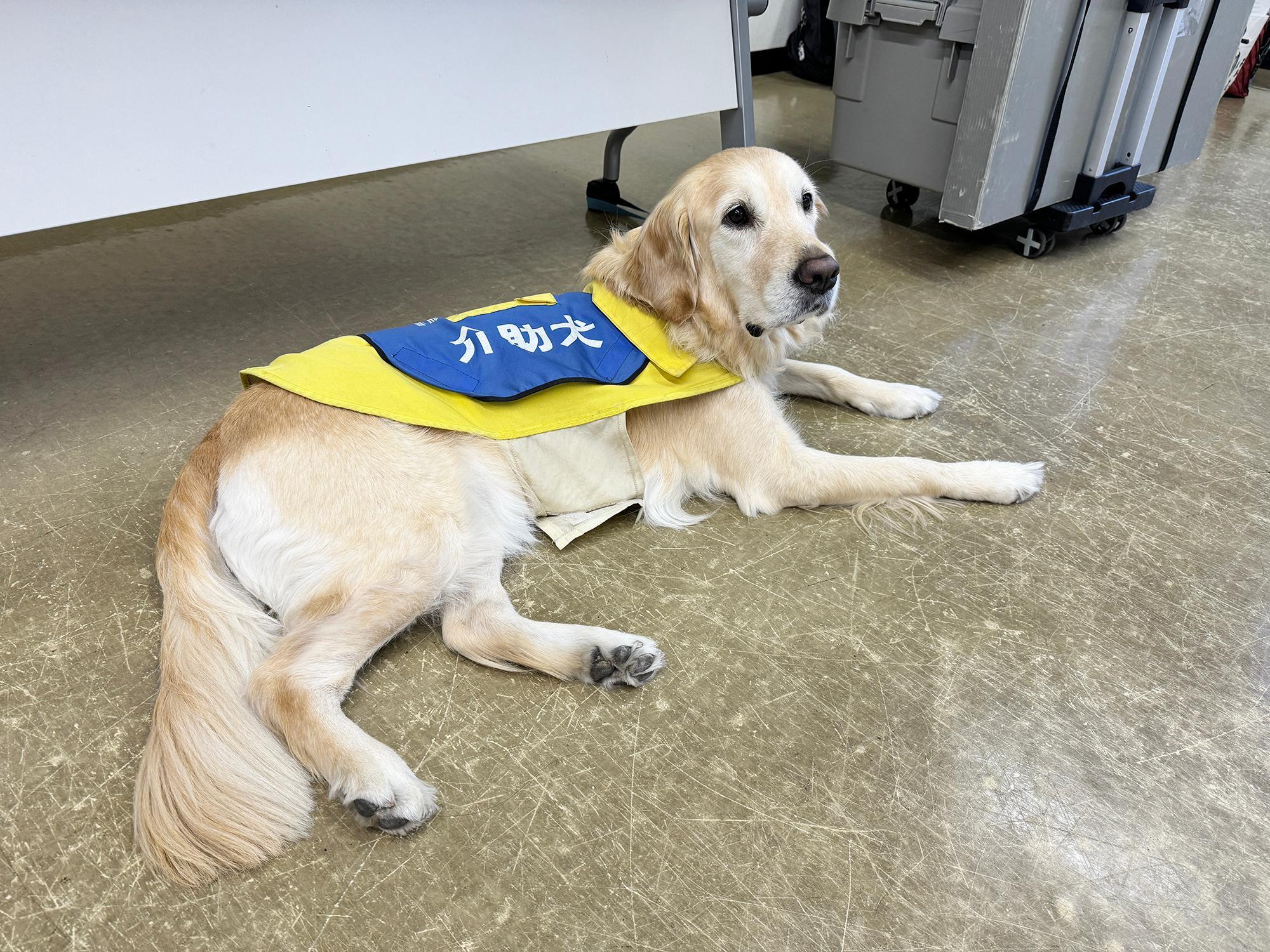 介助犬PR犬のナビちゃんと訓練犬のブルーナちゃんがPRに来ていました。