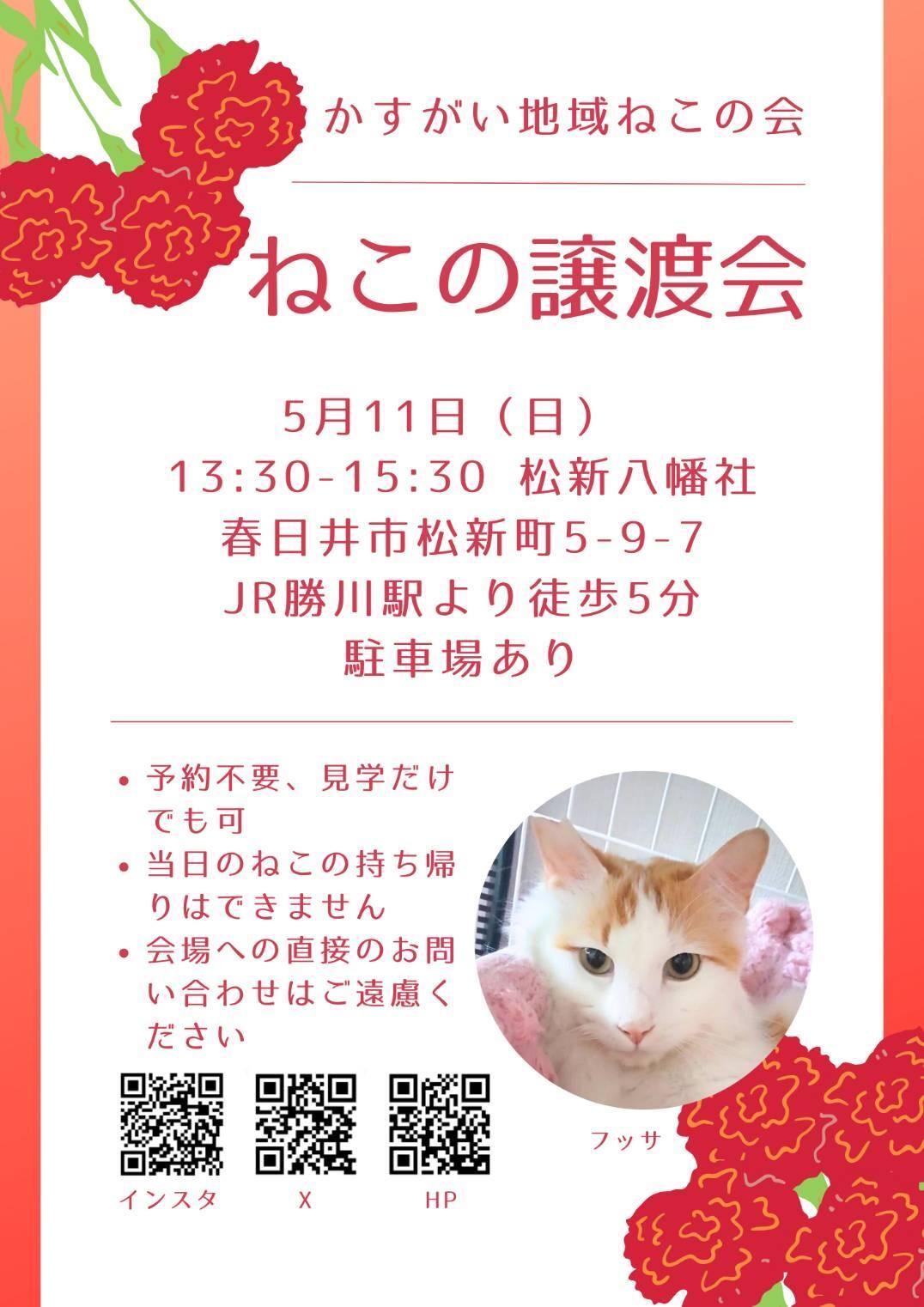 春日井市】5/11（日）勝川の松新八幡社にて保護猫譲渡会が開催