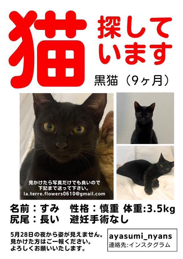庭先の黒猫 mqdefault.jpg