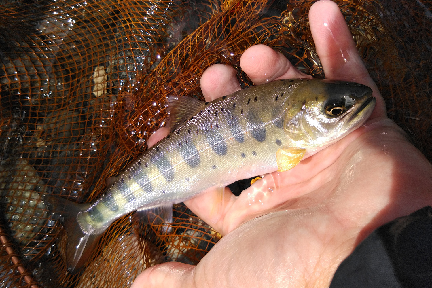 長良川で釣れた郡上アマゴ　美しい魚体にほれぼれする