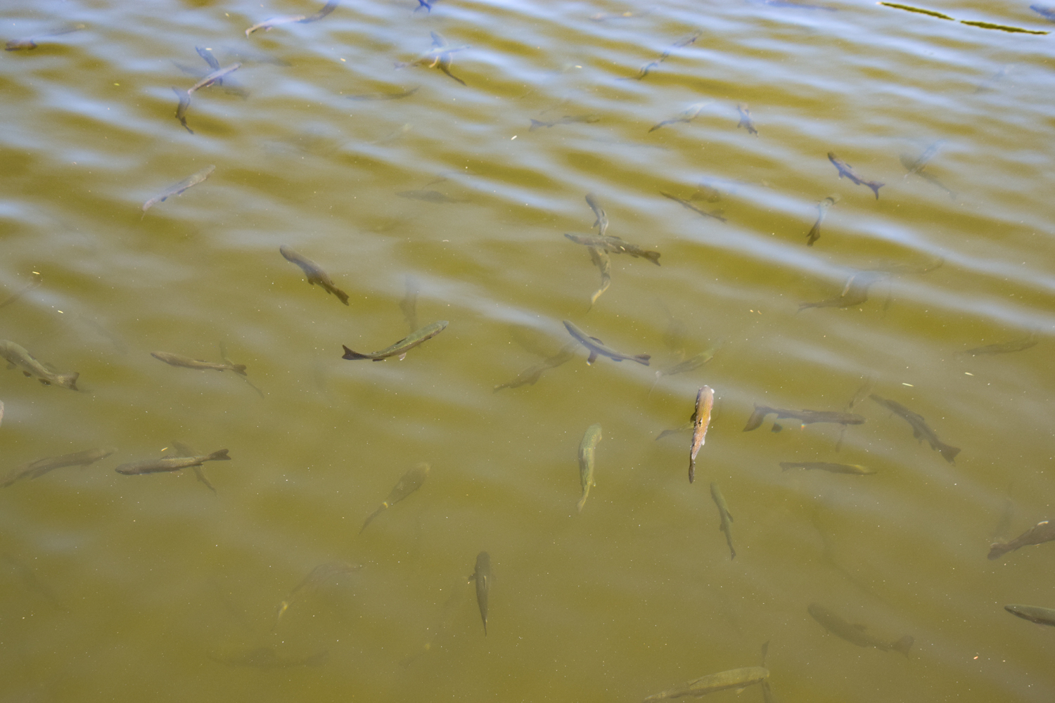 陸上から魚の様子は丸見えということは、魚からも見られている可能性が？
