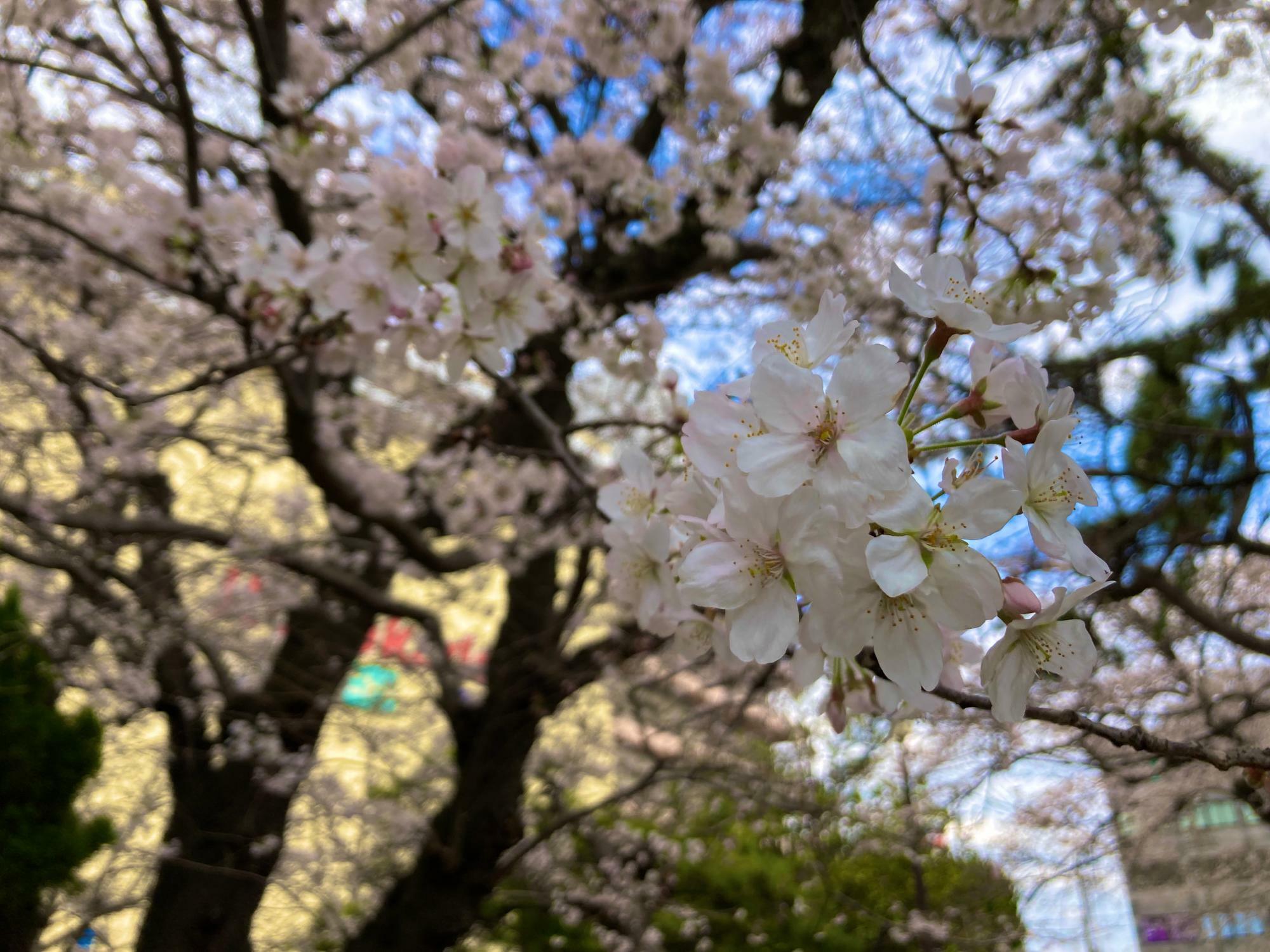 津田沼一丁目公園 満開の桜