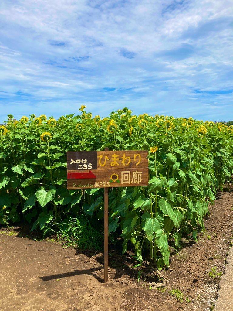 織戸菜園が手掛けるひまわり回廊