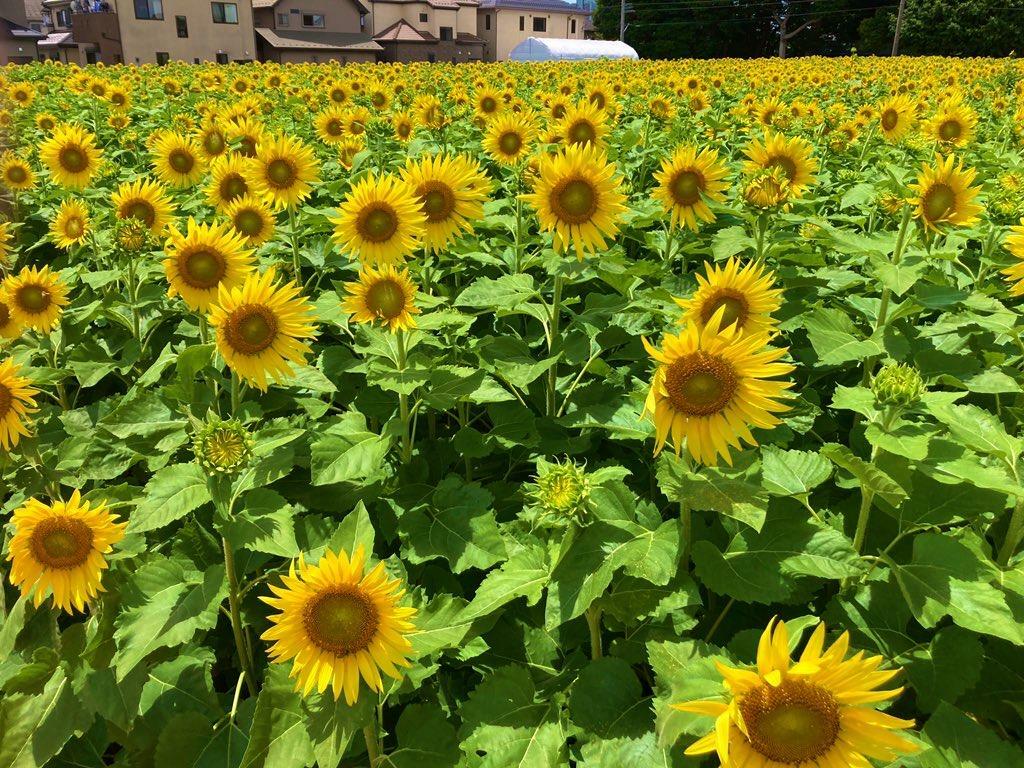 夏を感じさせてくれるひまわり達