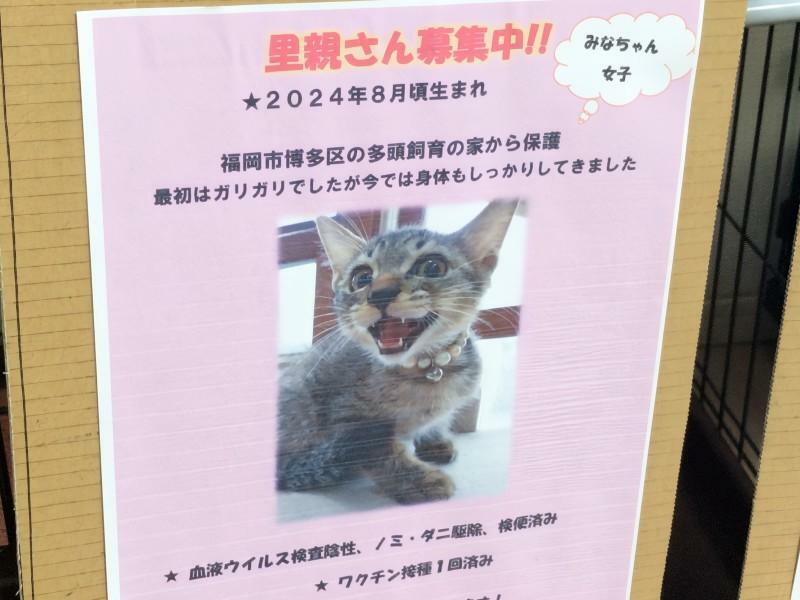 パネル参加の子どものキジ猫