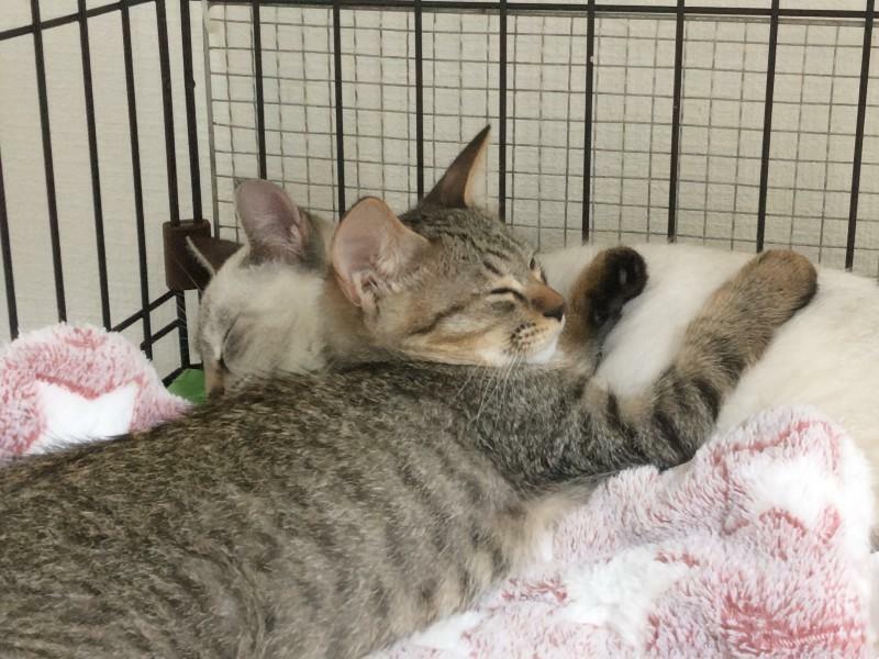 眠る猫たち