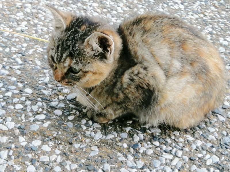 野良の子猫