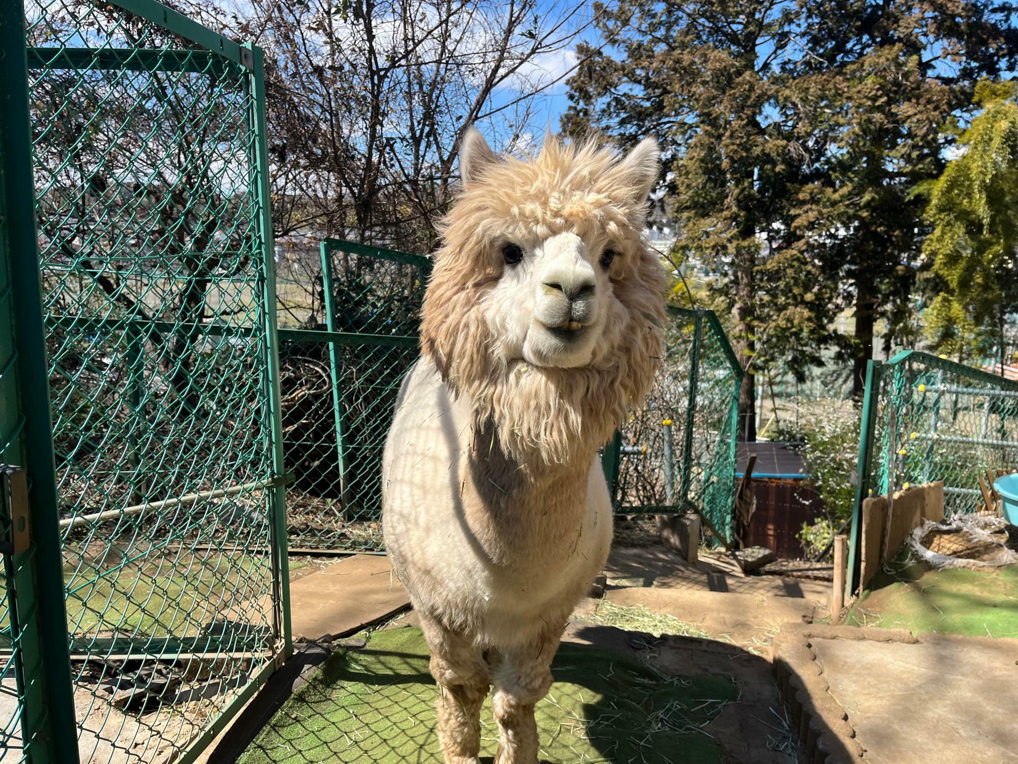 町田市】町田の住宅街にアルパカが！？「まちだのアルパカ」って