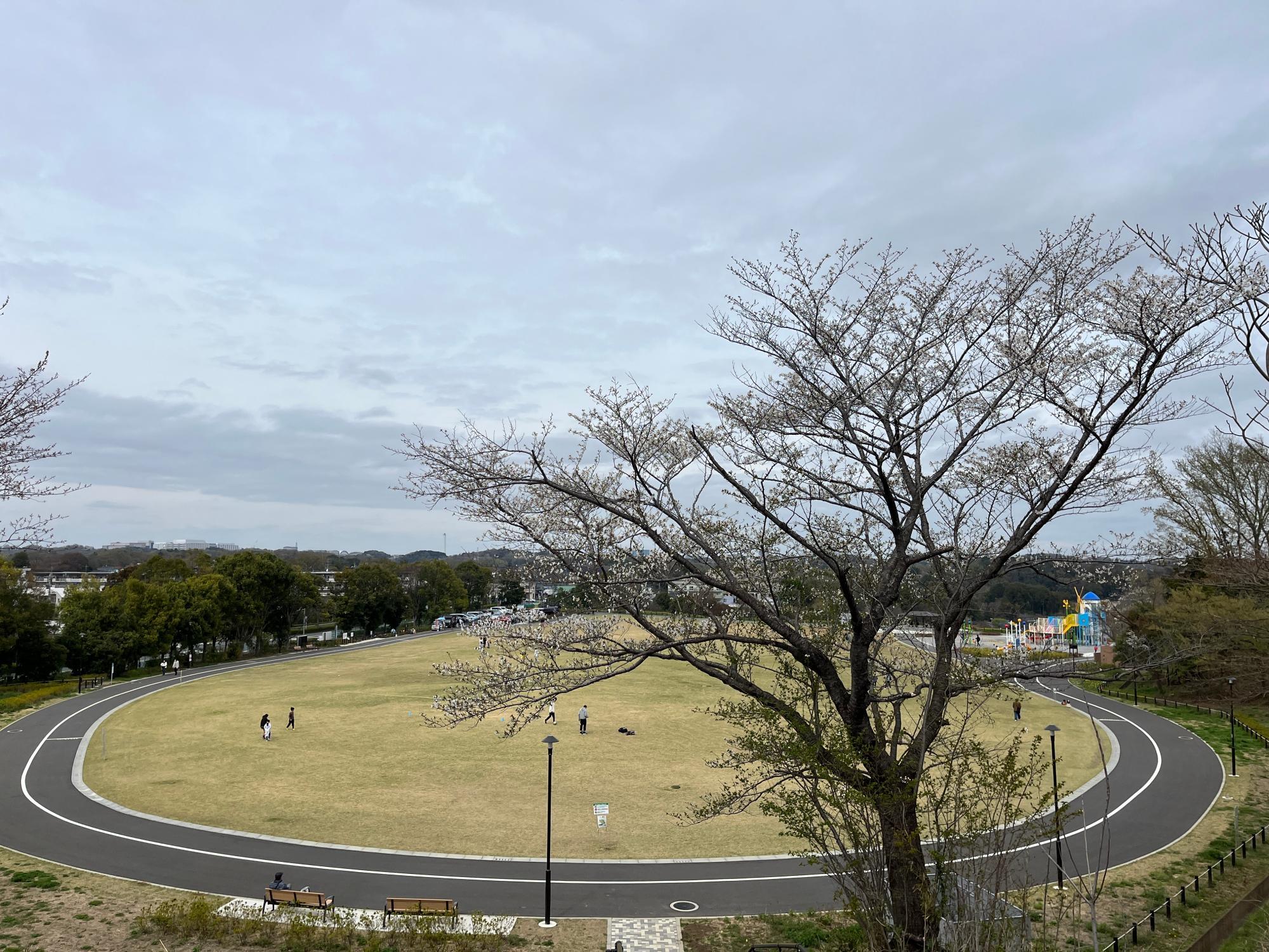 忠生スポーツ公園 芝生広場