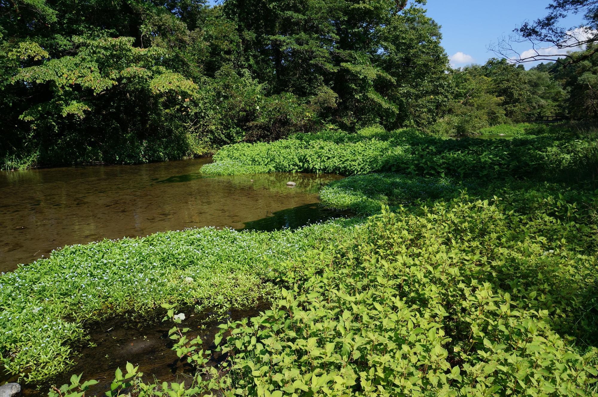 2022年10月１日の「墓の木自然公園」の様子。