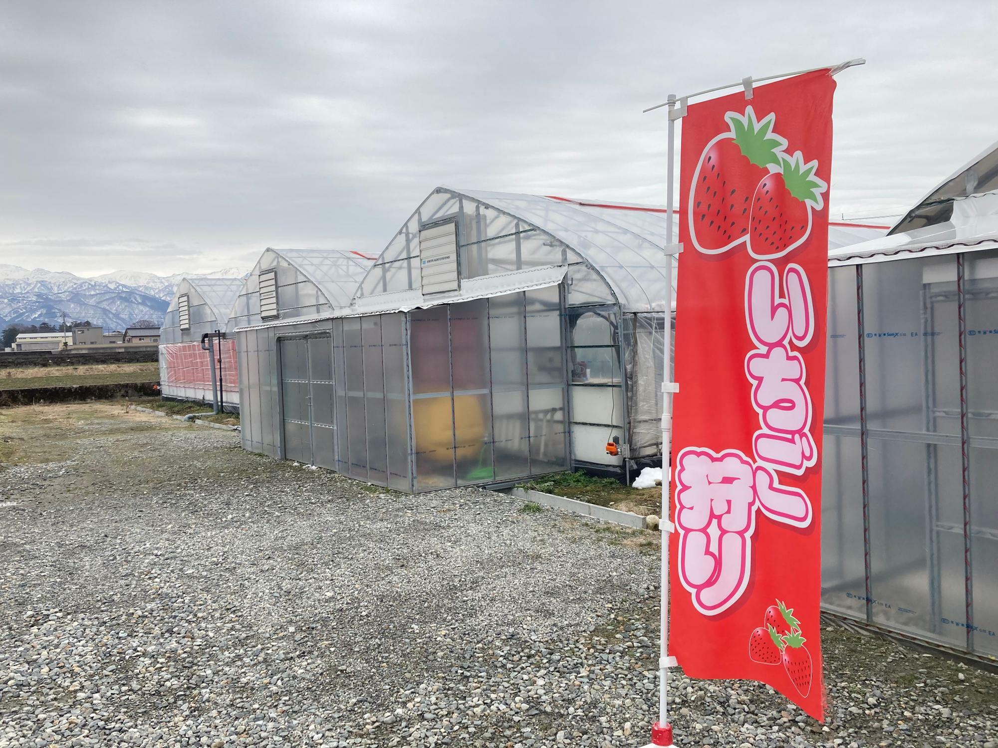 「グリーンビジネス橋本」さんのイチゴ農園（入口）。