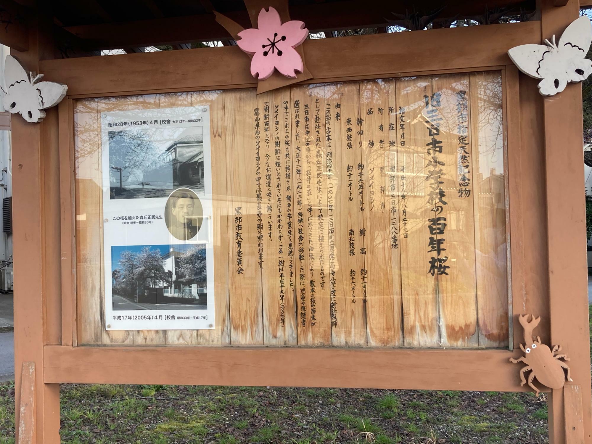 「百年桜」の概要を記した立て看板。