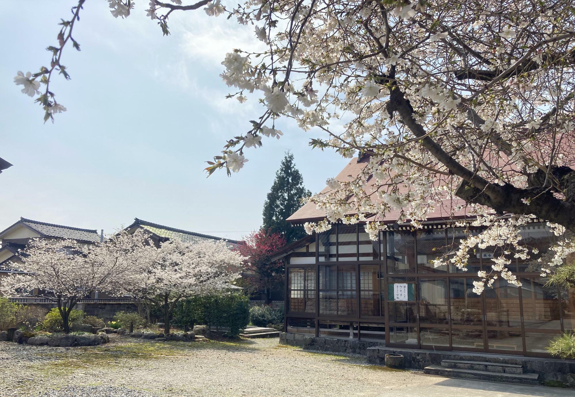 さくらの名所」 孝行息子が見つけた、新品種の桜が織りなす美しき春の