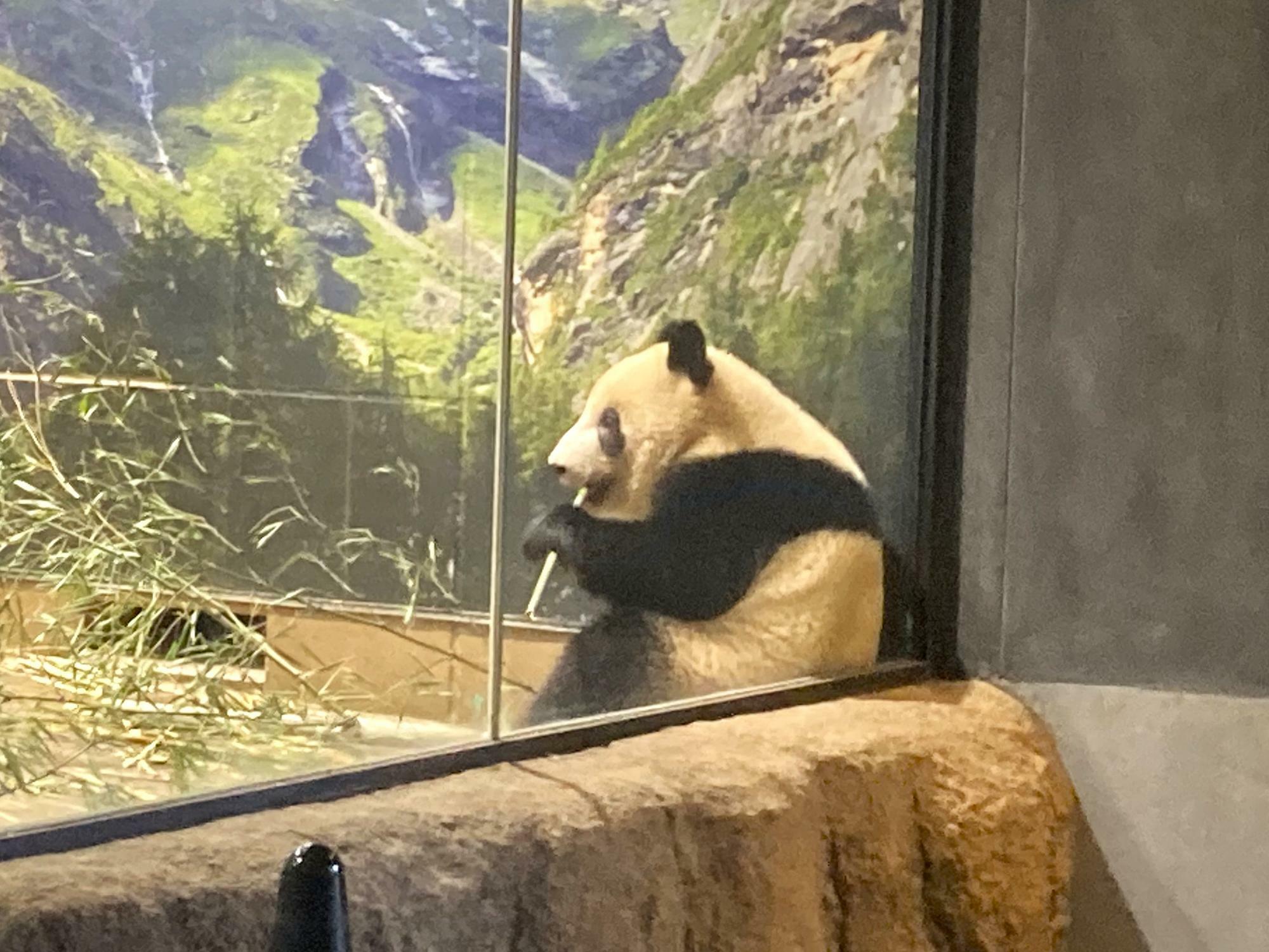 順番待ちをして鑑賞した、上野動物園のパンダさんの様子！