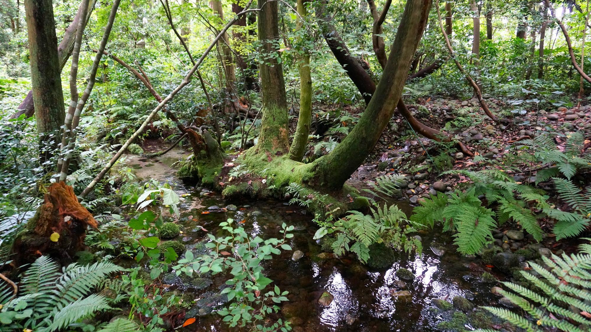 富山県入善町にある「杉沢の沢スギ」内にある湧水地点