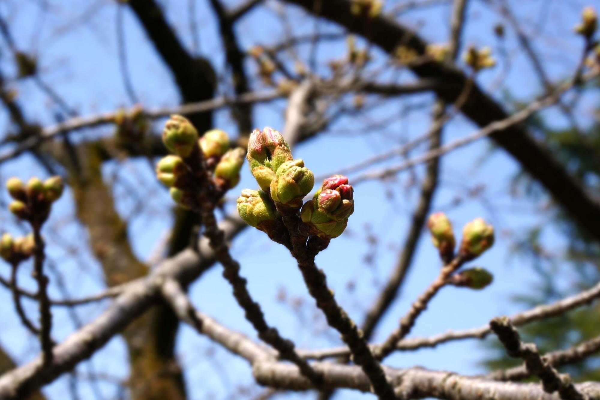 3月30日の宮野山公園の桜の様子