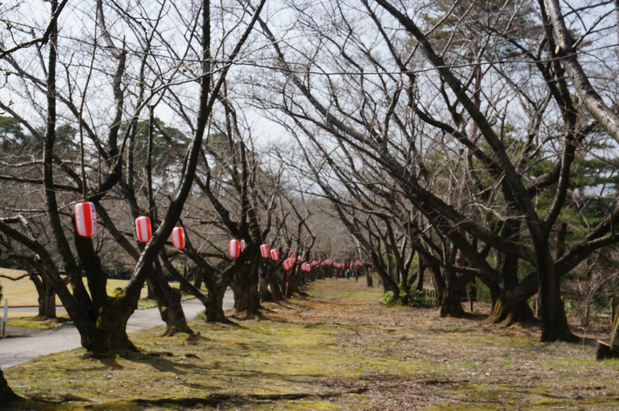 開花すると「桜並木」や「桜のトンネル」などで公園全体が桜の舞台に。
