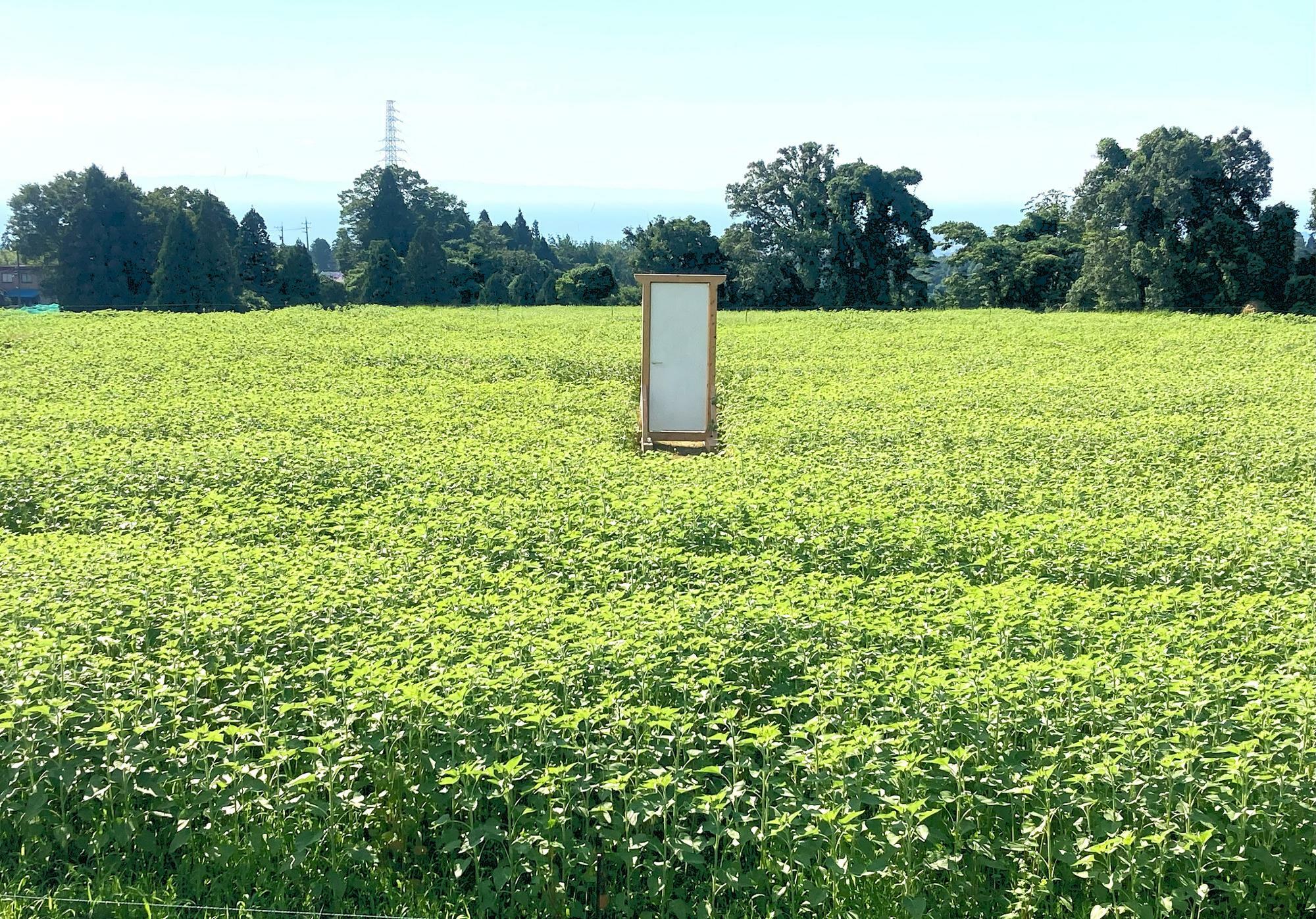 ８月３日の「ひまわり畑」の様子。現在は少しずつ開花しているようです！（撮影場所：十二貫野湖駐車場向かい側）