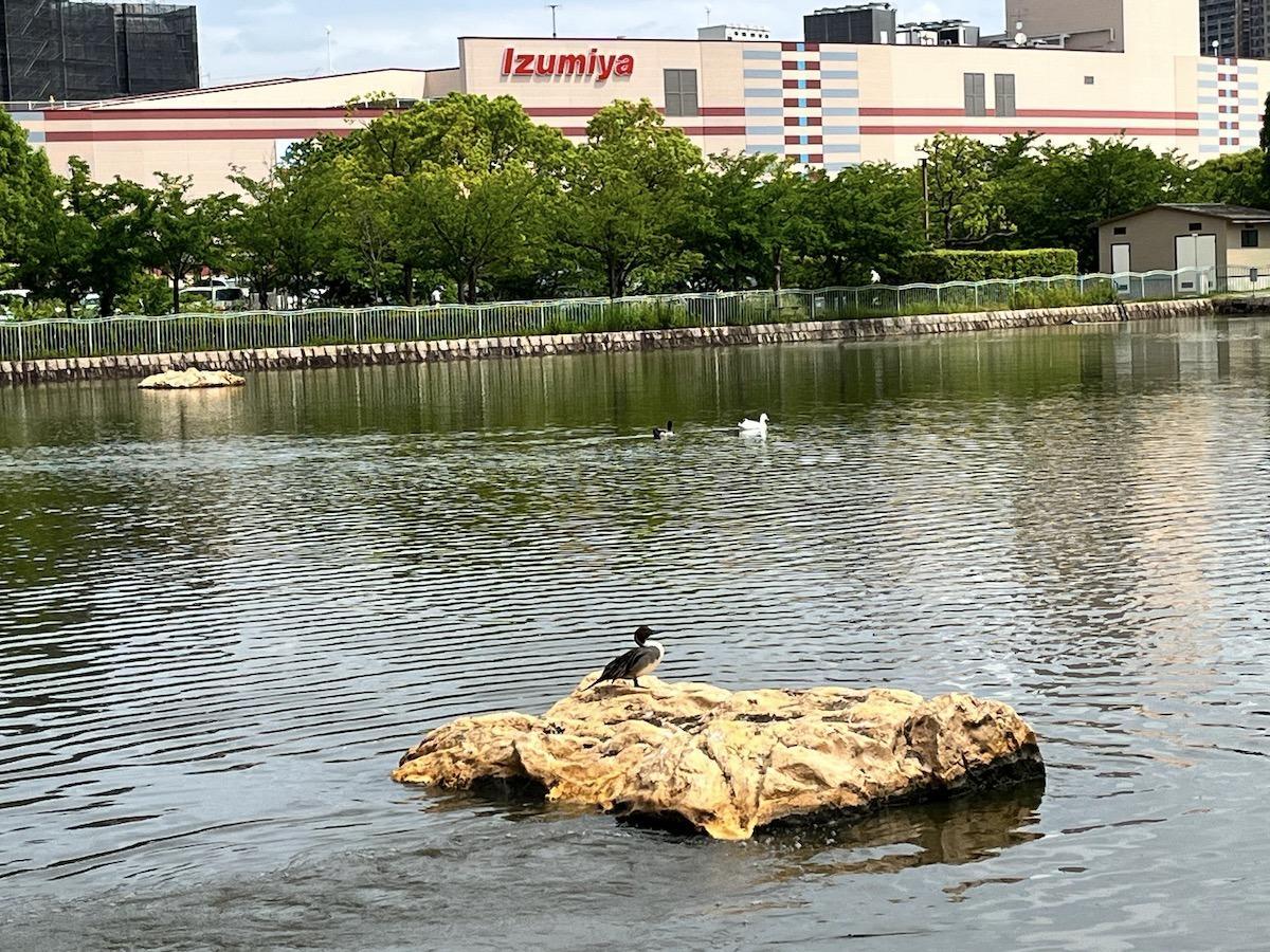 2023年6月の市場池公園とイズミヤ千里丘店